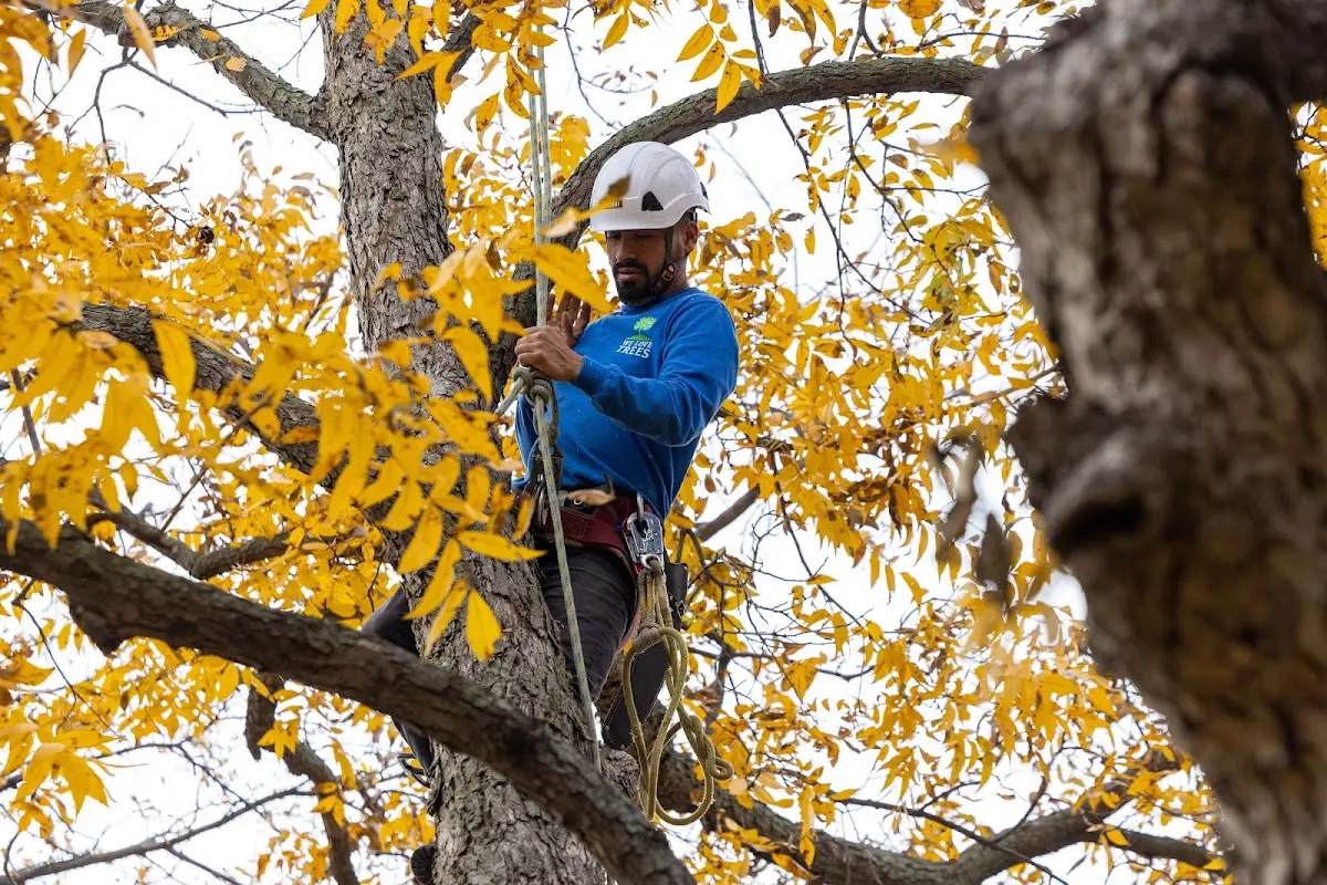 Skilled Storm Damage Cleanup crew working in Victor